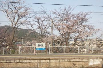 備前田井駅の桜