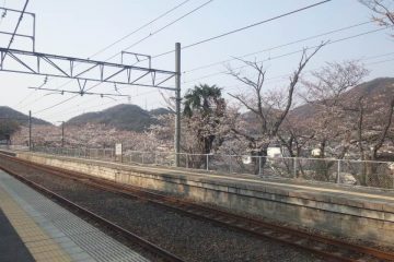 備前田井駅の桜