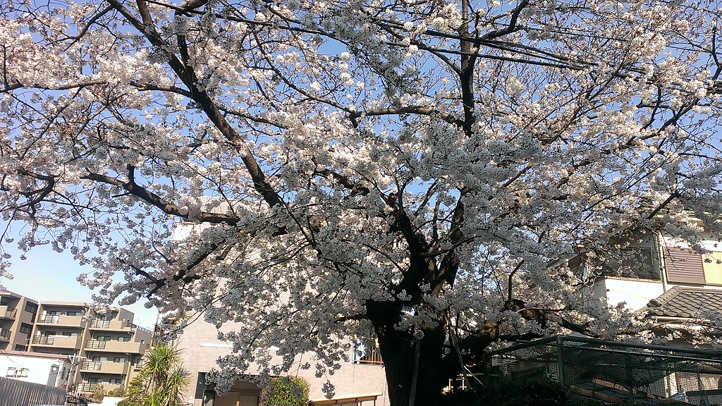 レオパレス　ファンタジア近くの桜