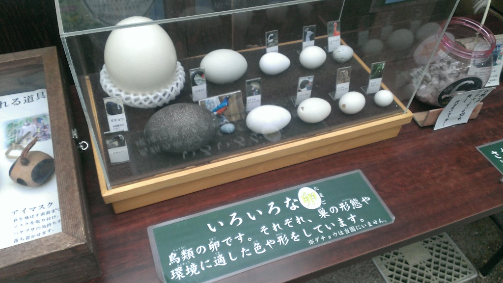【松江フォーゲルパーク】ダチョウの卵
