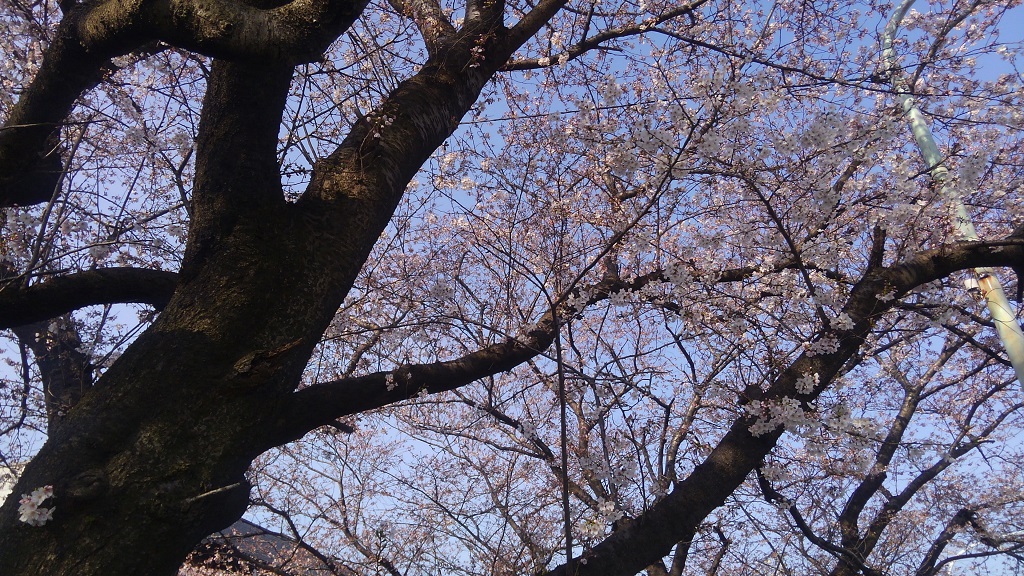 レオパレス近くの桜