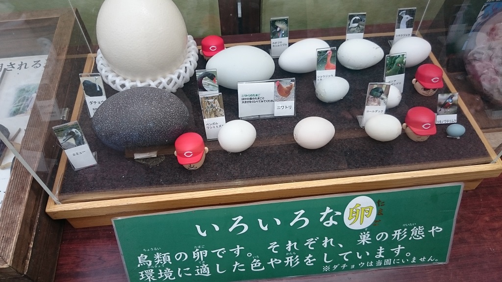 松江フォーゲルパークいろいろな卵