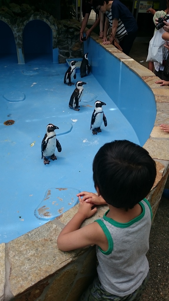 松江フォーゲルパーク　ペンギン